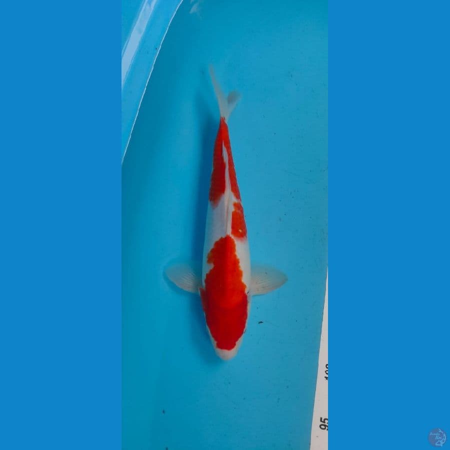kohaku 35 cm