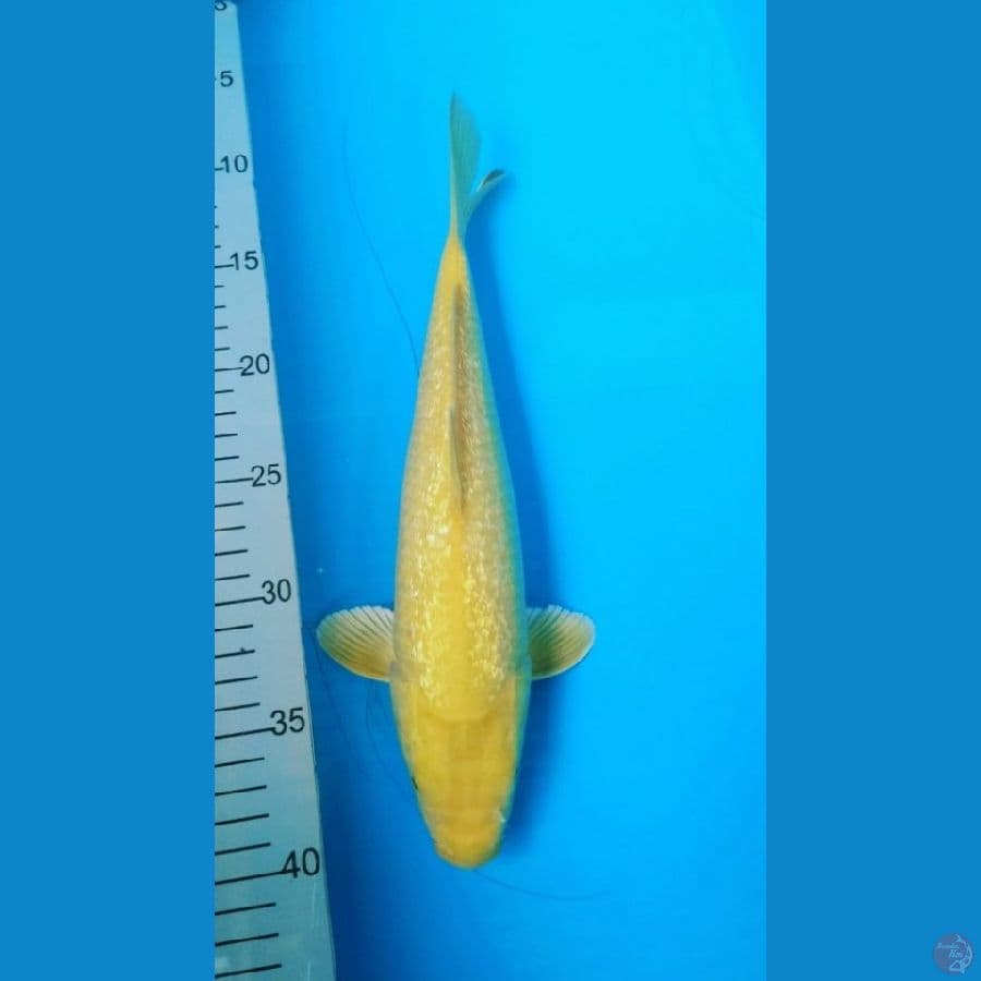 ~Karashi Ginrin 30cm~