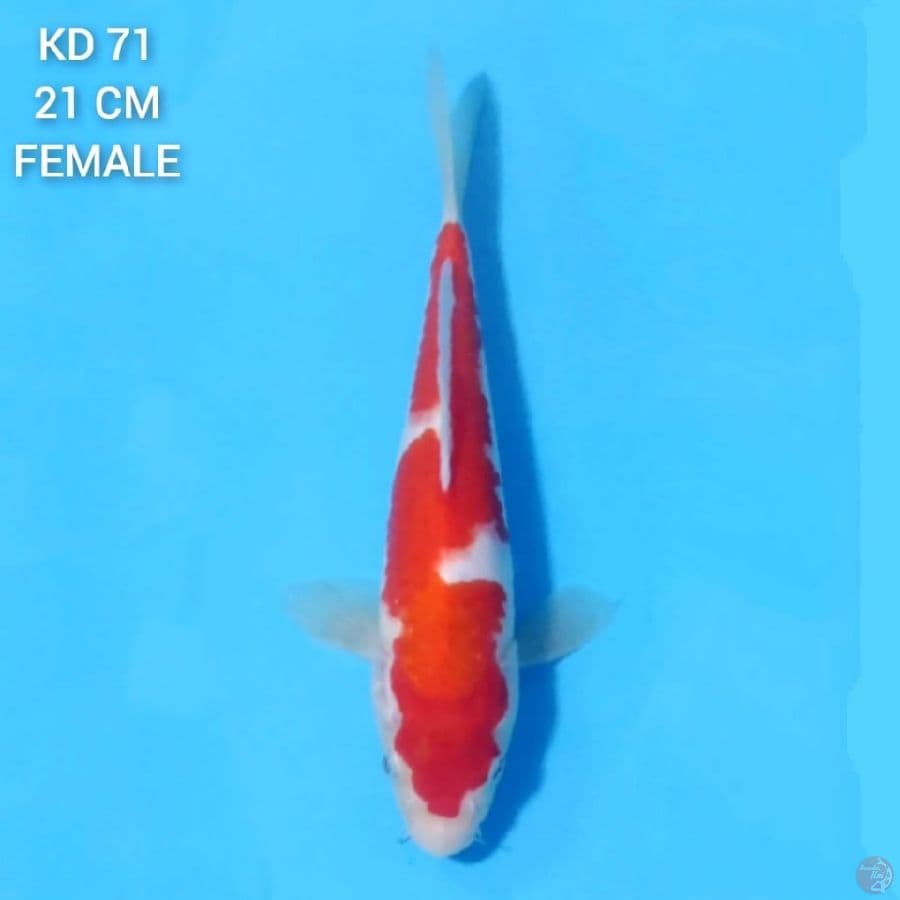 KOHAKU INAZUMA ORIGINAL