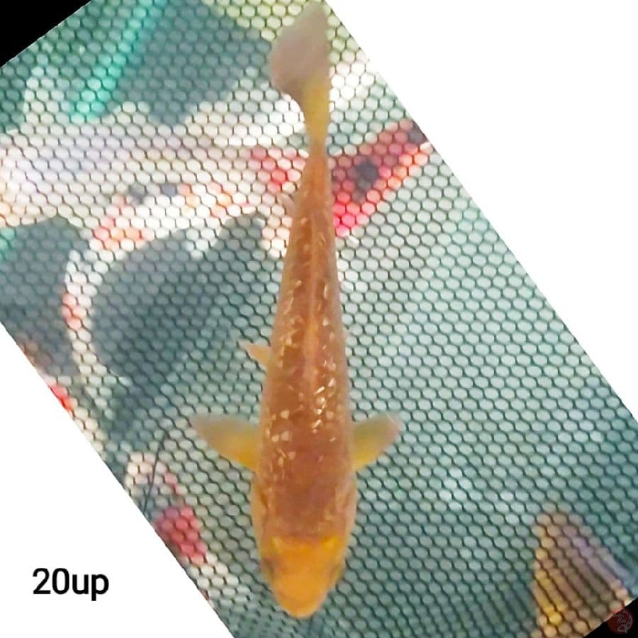 caramel