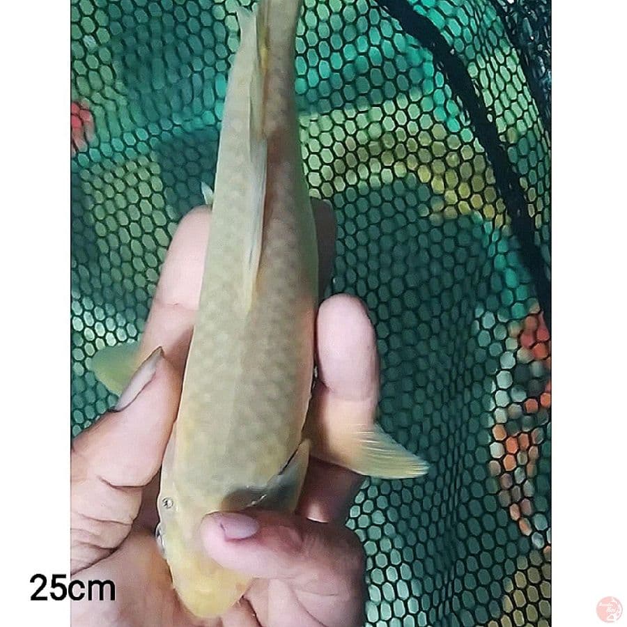 sq minion corn
