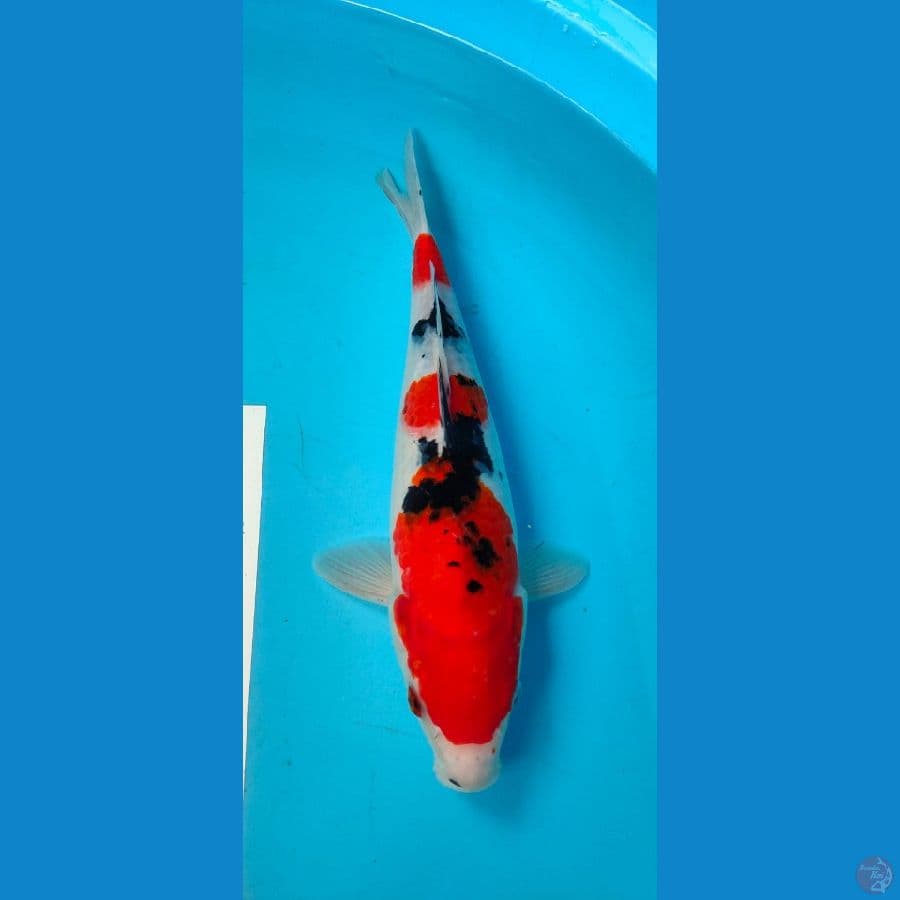 sanke 33cm