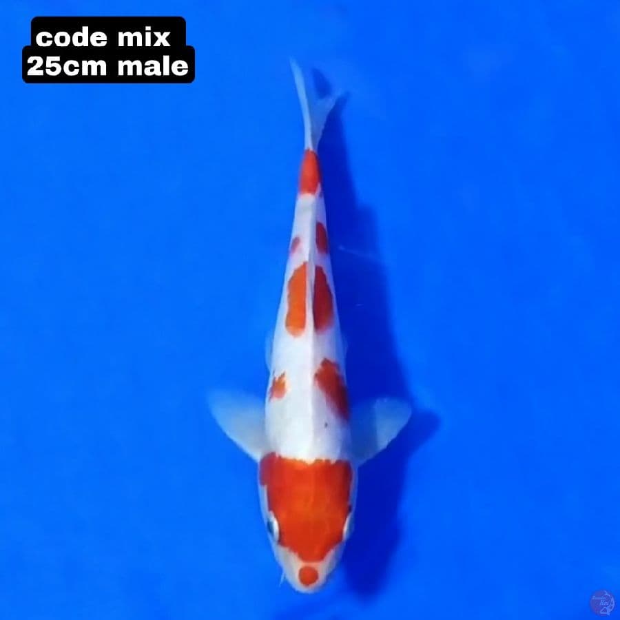KOHAKU