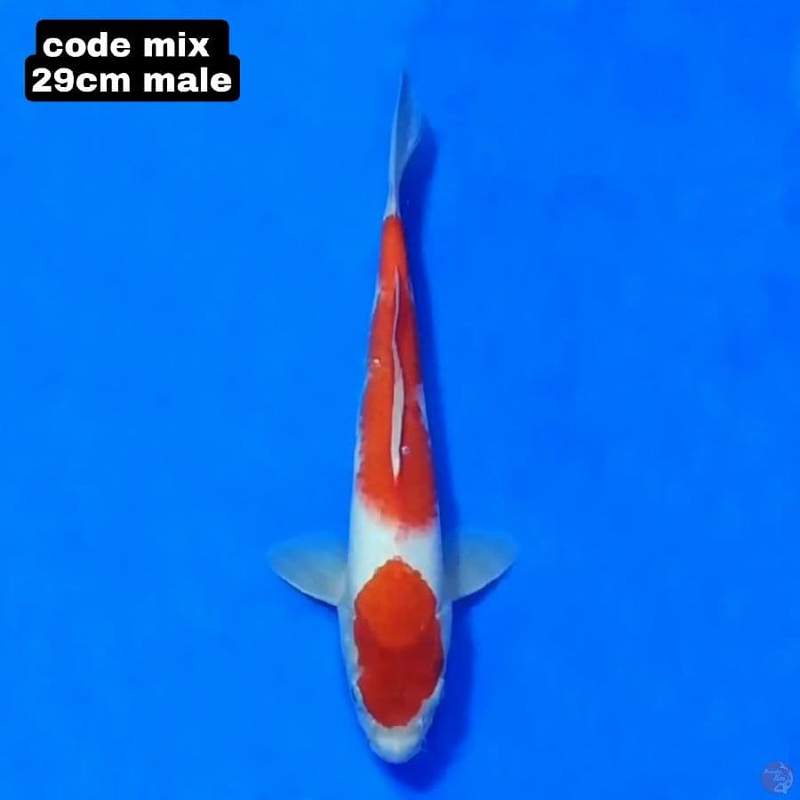 KOHAKU
