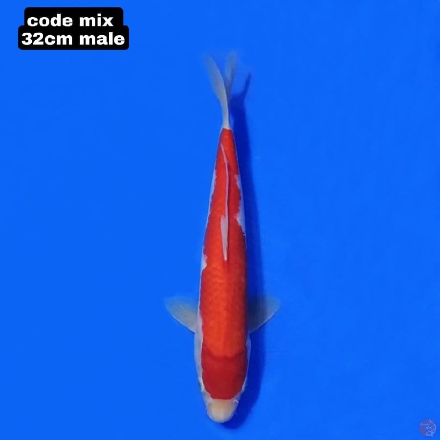 KOHAKU STRAIGHT