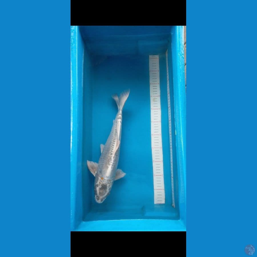 KIKO 40 cm Male