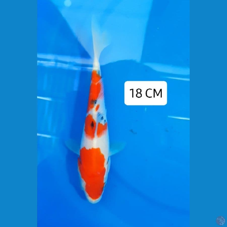 Sanke 18 cm