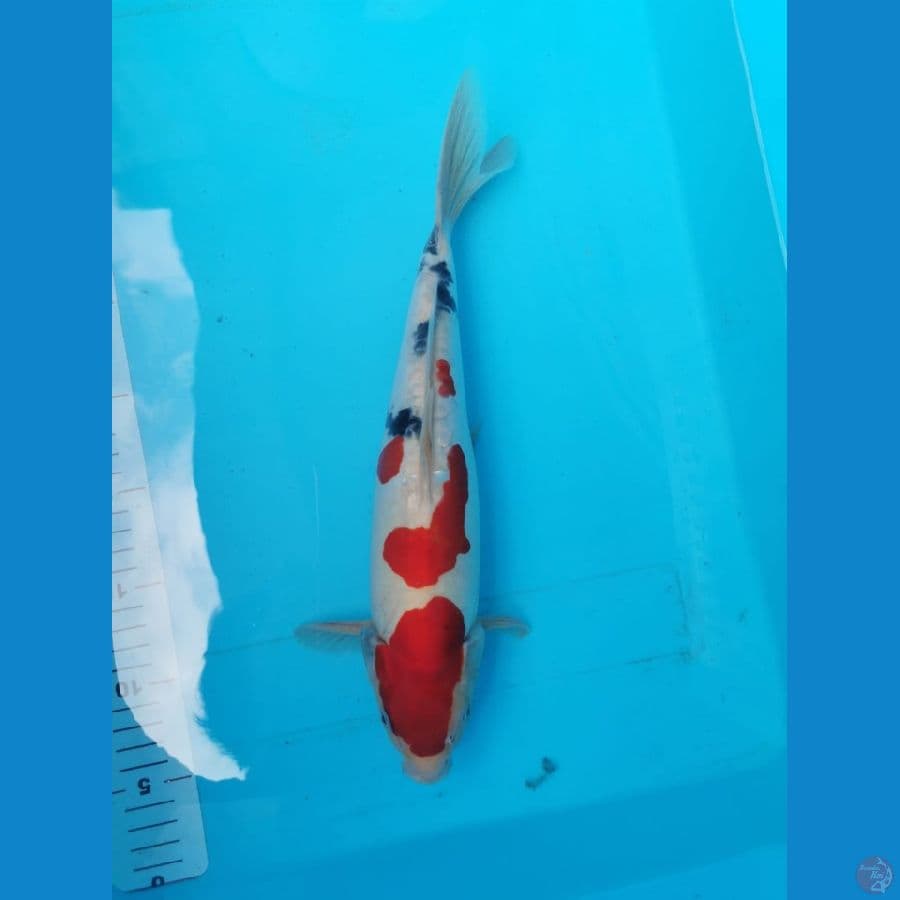 Doitsu Sanke 35 cm