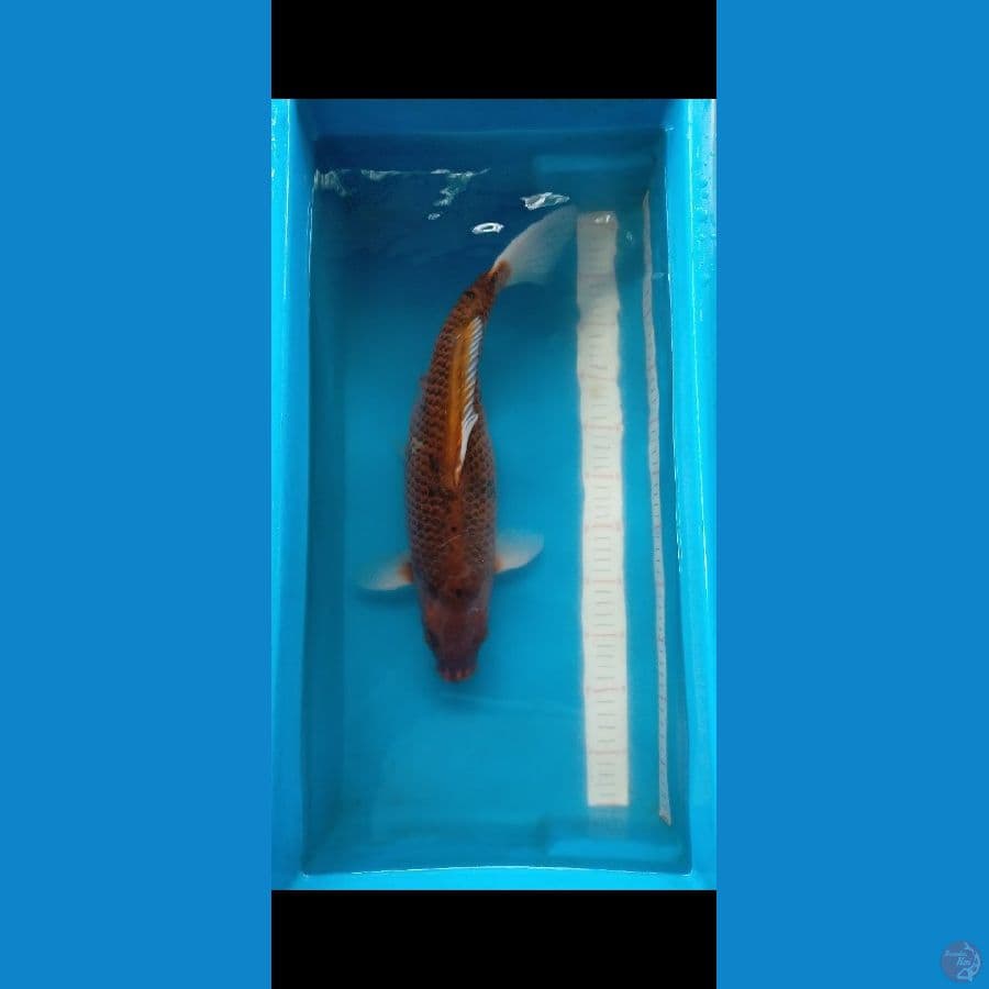 Hajiro merah hitam 41 cm