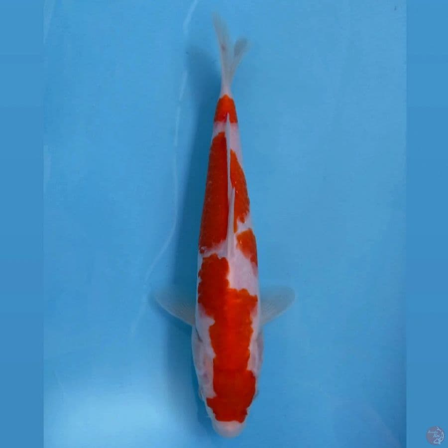 kohaku, 26 cm