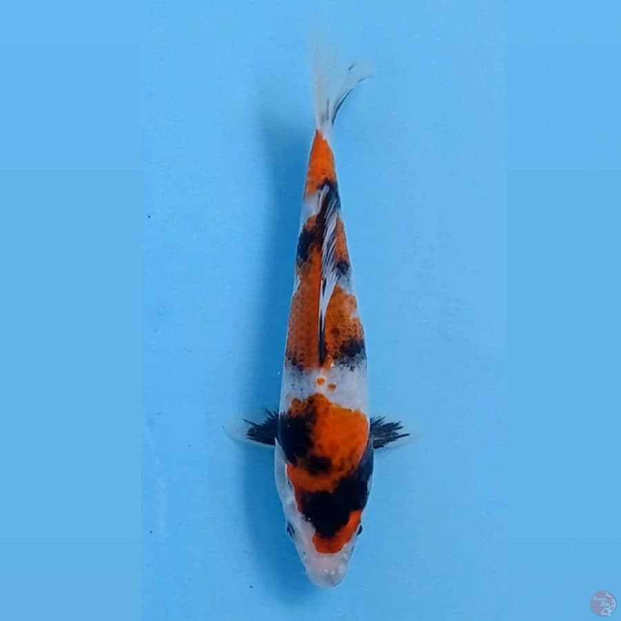 kin showa, 19 cm
