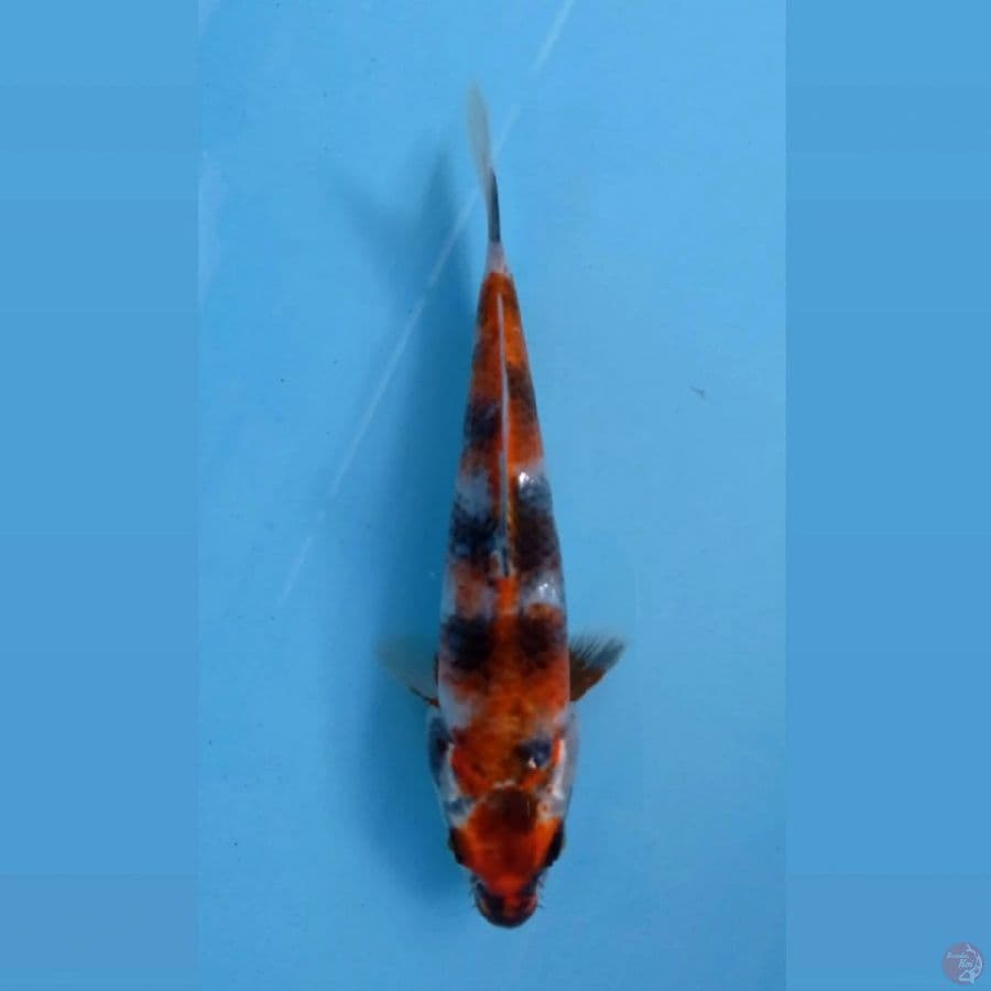 kin showa, 18 cm