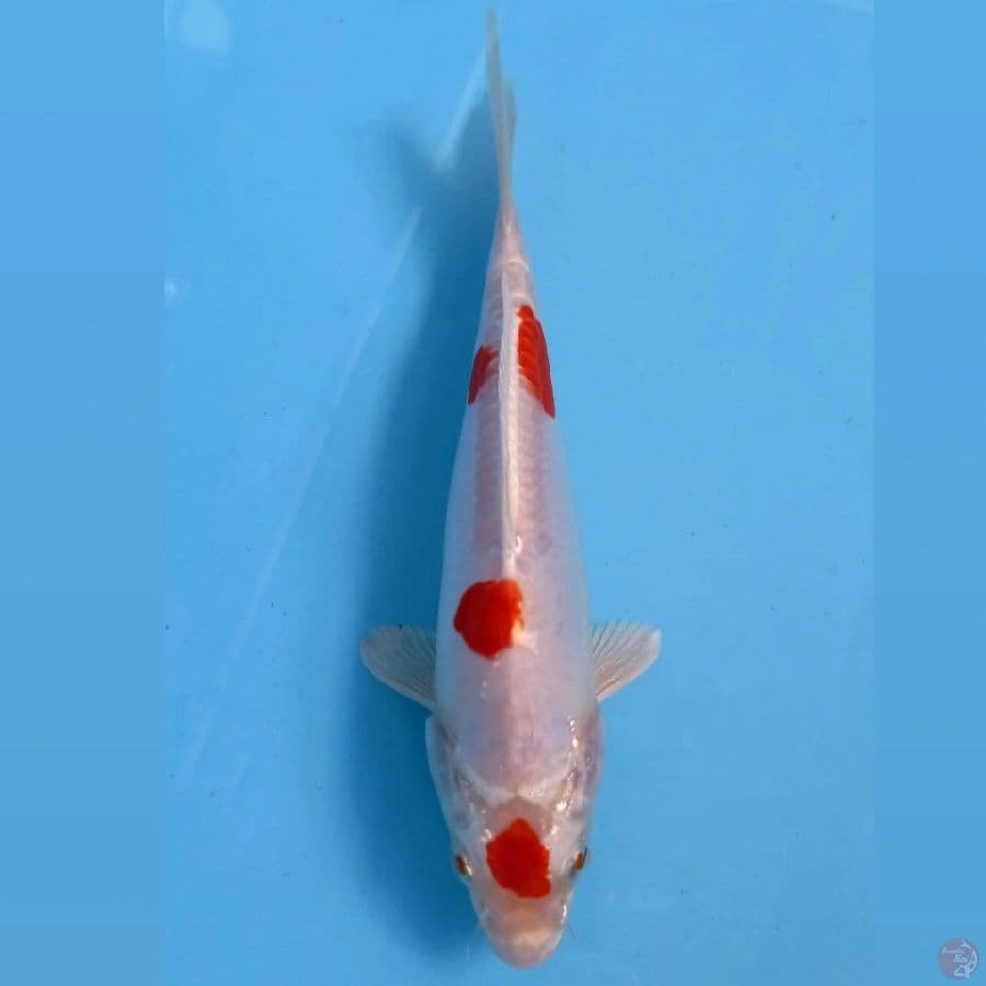 kikushui, 18 cm