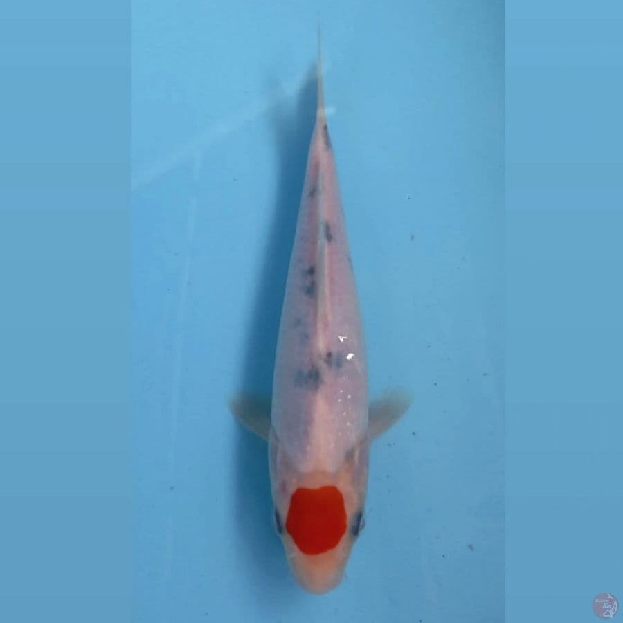 tancho, 20 cm