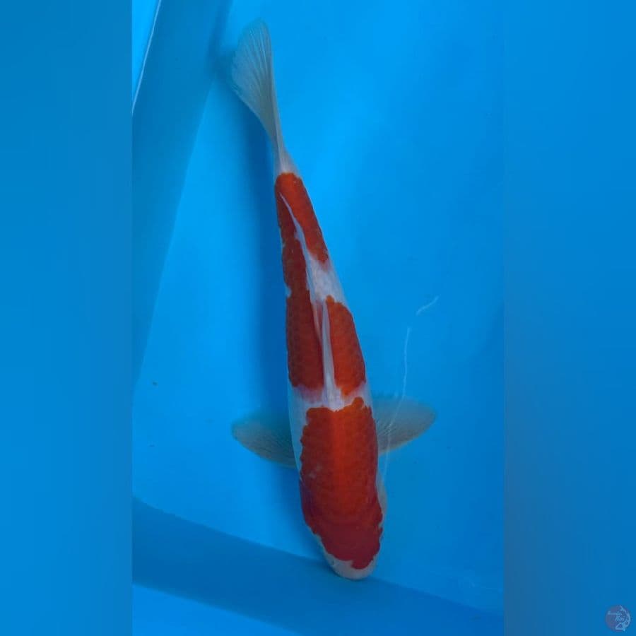 kohaku strong