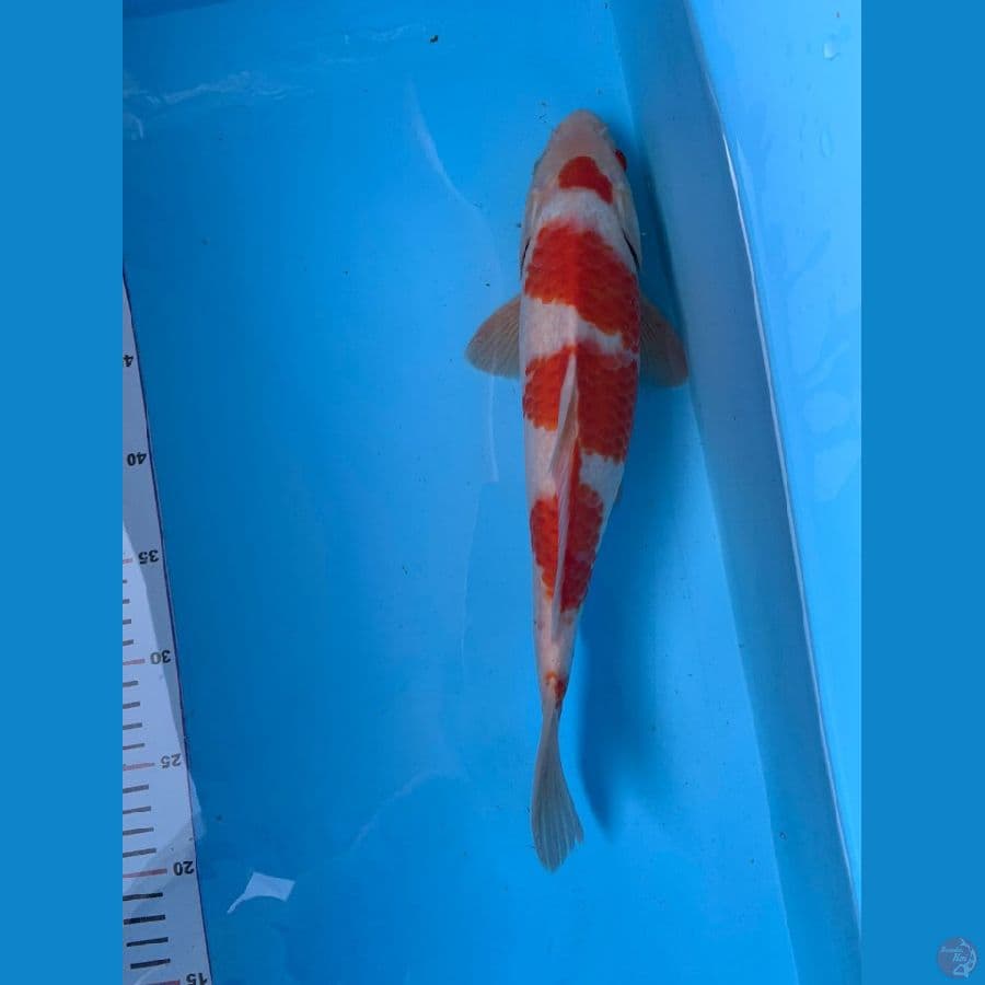 kohaku strong