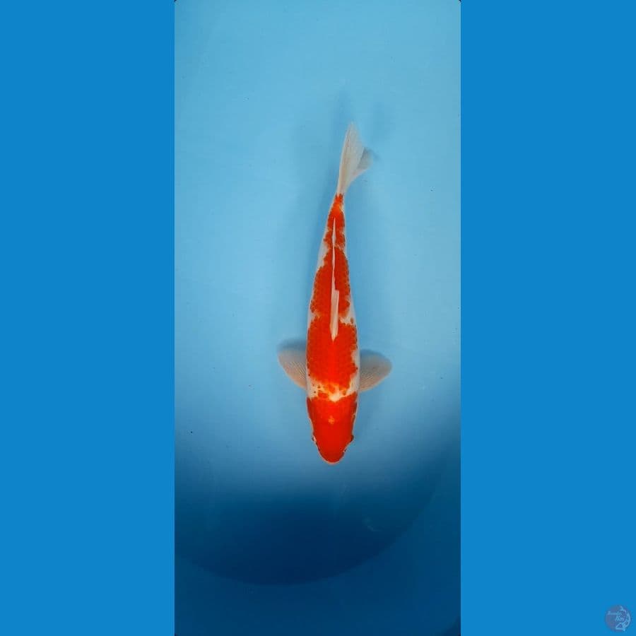 Kohaku Jantam