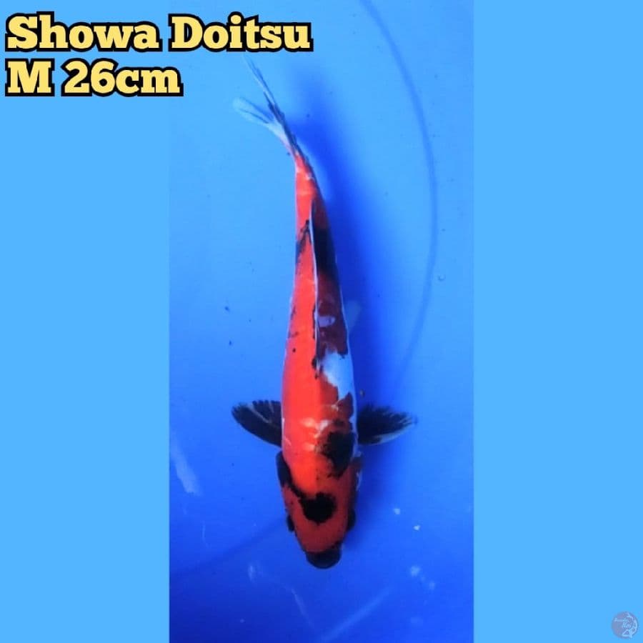 Showa Doitsu 28 cm