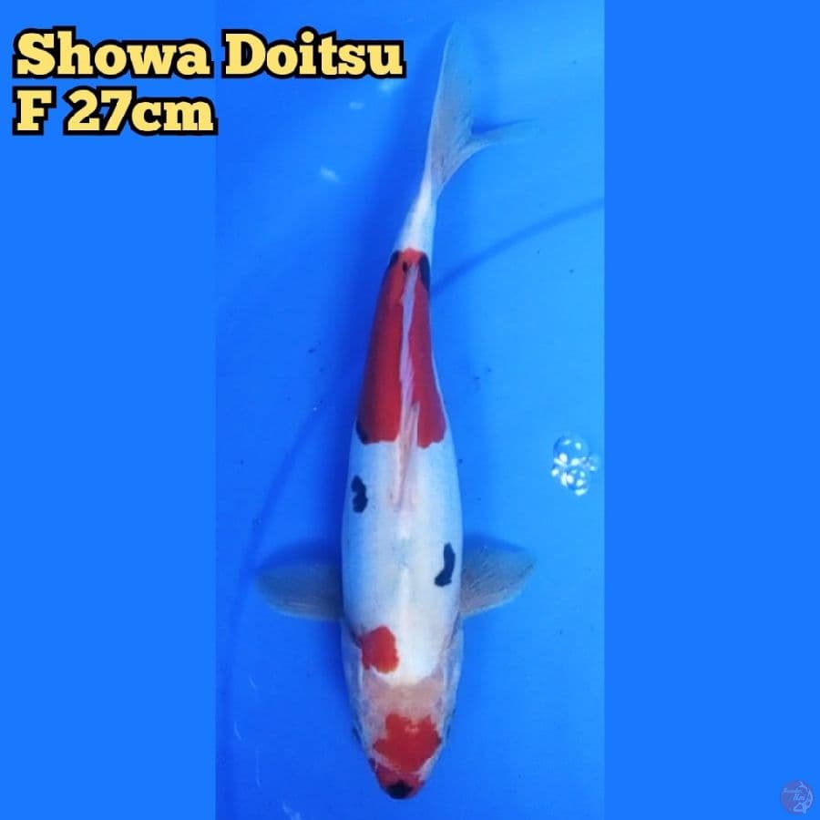 Showa doitsu F27 cm