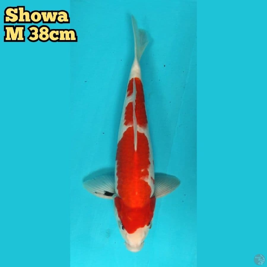 Showa Jantan 38 cm