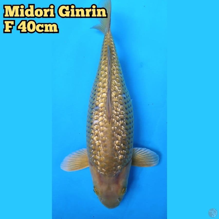 Midori Ginrin Punuk F40cm