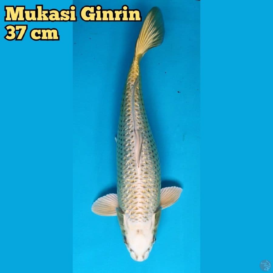Mukasi Ginrin 37 cm