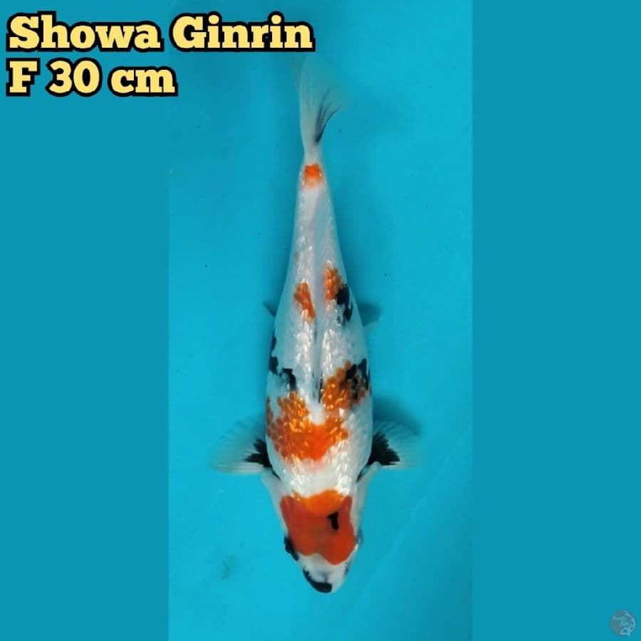 Showa Ginrin F 30cm
