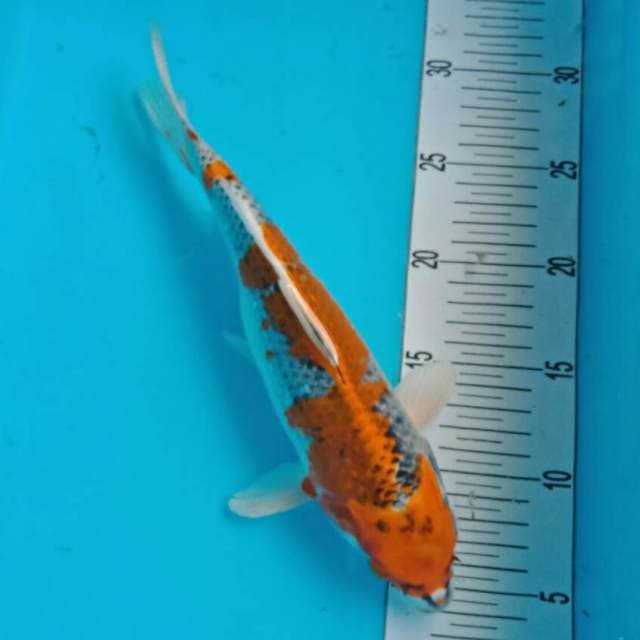 kujaku 27 cm