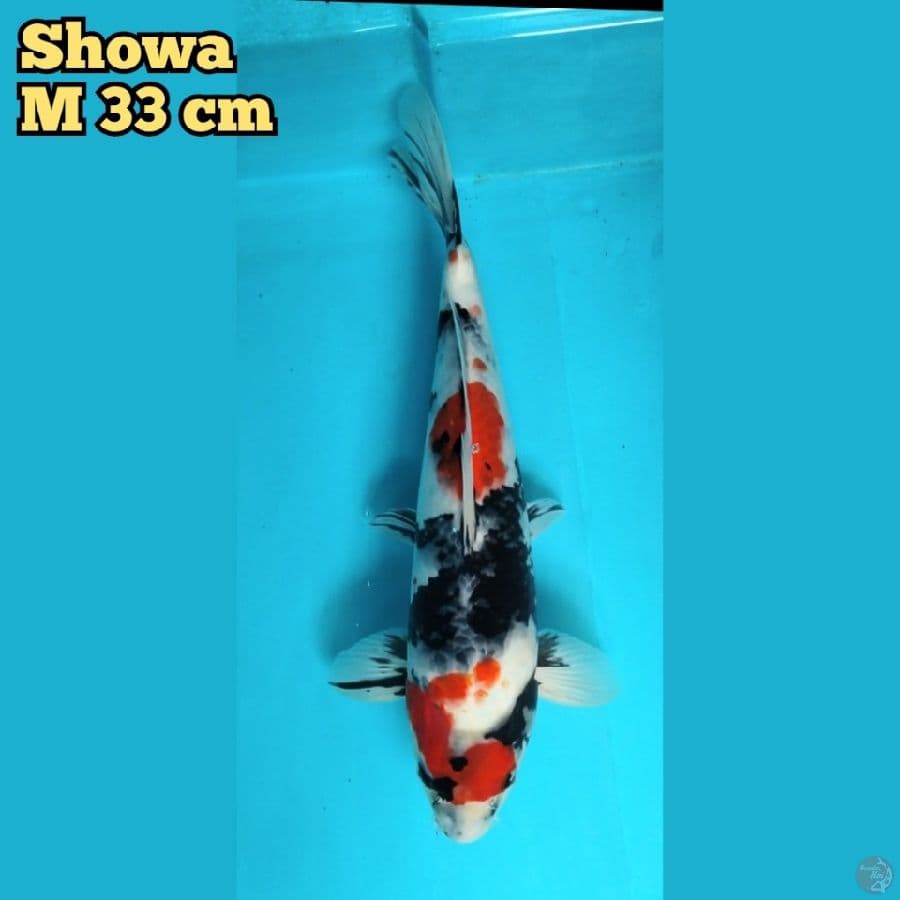 Showa 33 cm