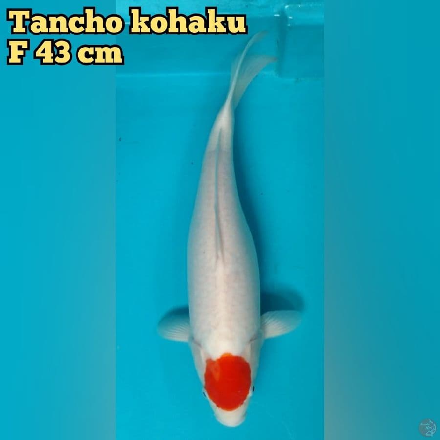 Tancho kohaku F43cm