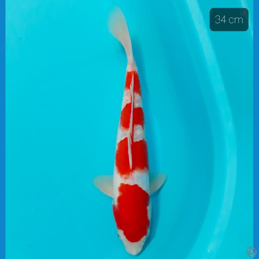 yondan 34 cm