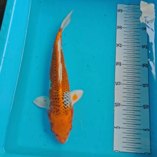 kujaku 31 cm