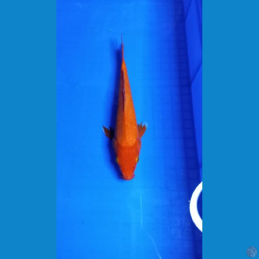 Benigoi 25 cm