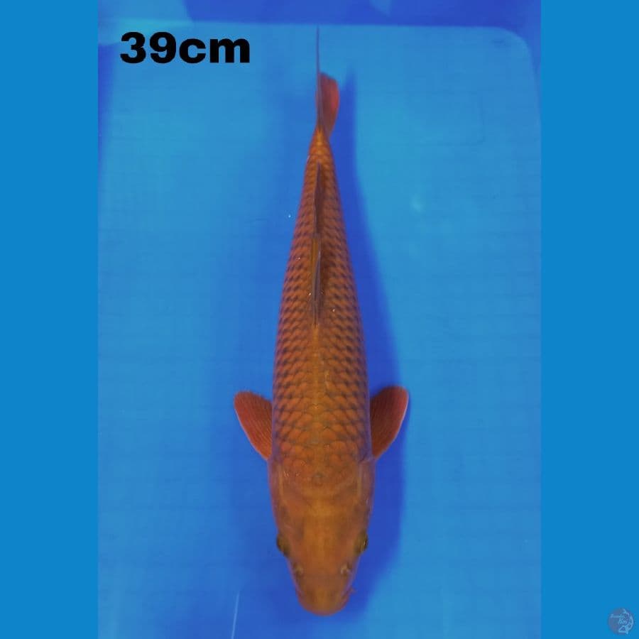 chagoi 39cm