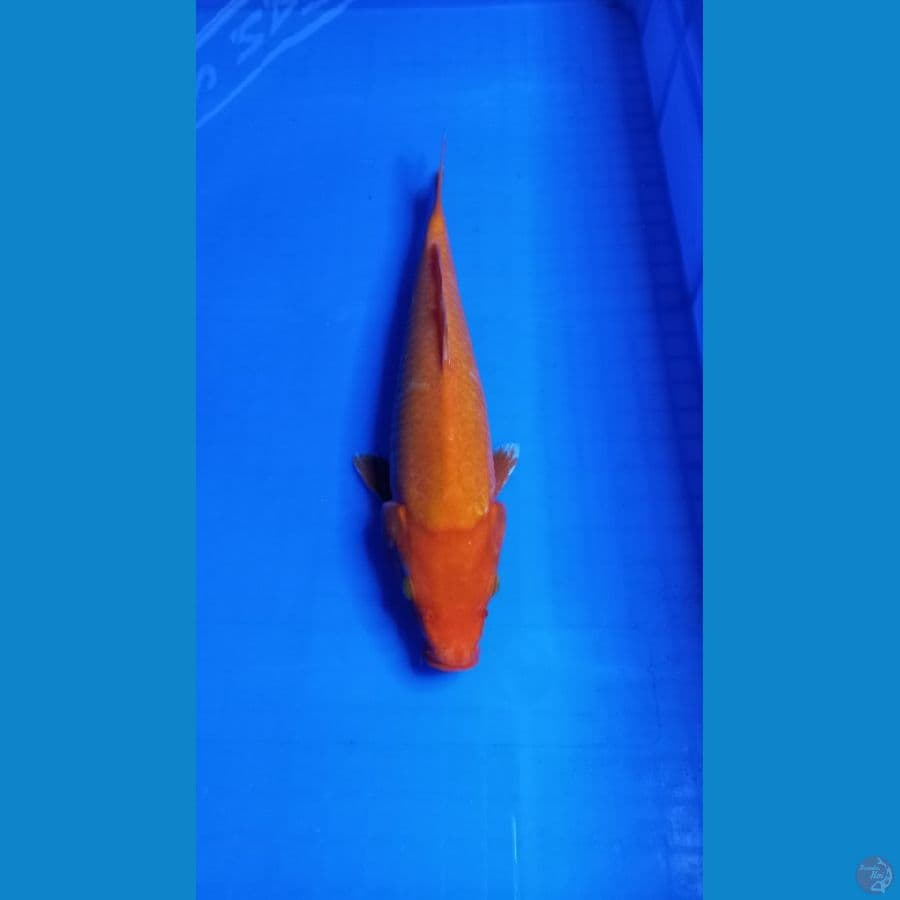 Benigoi 30cm