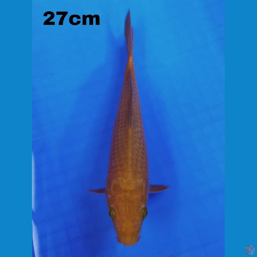 cagoi 27 cm