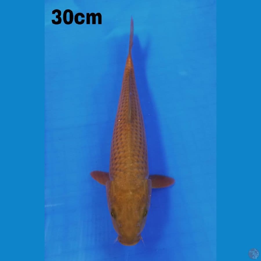 cagoi 30 cm