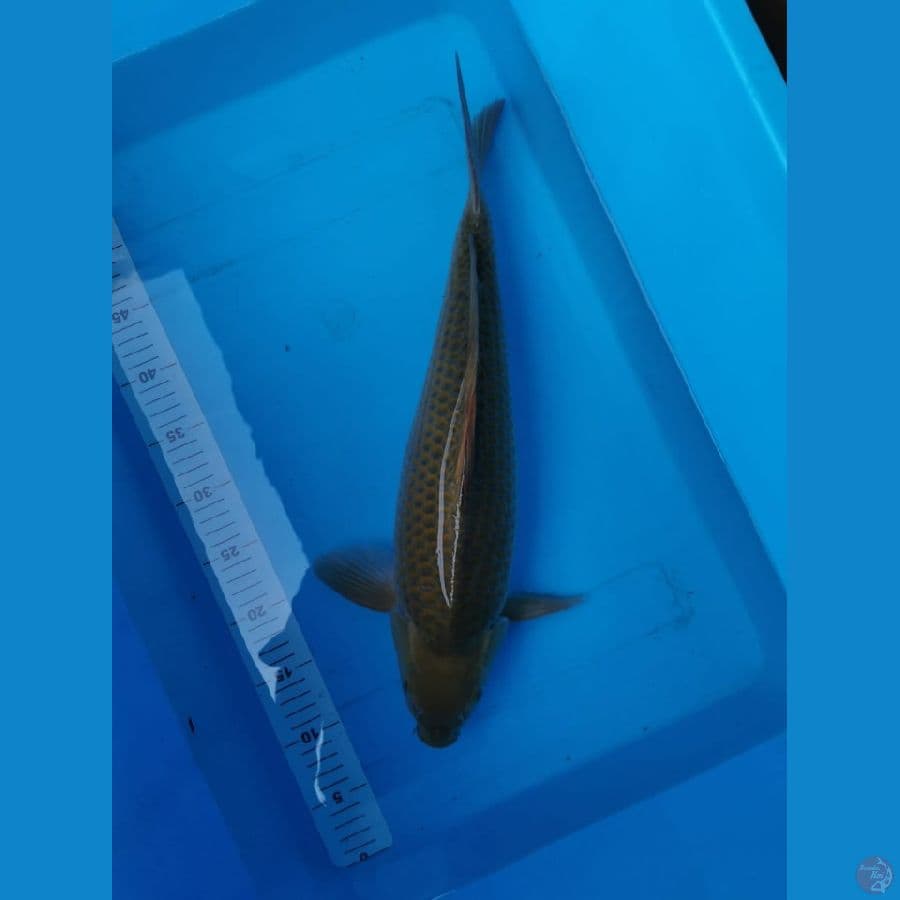 Midori jumbo 48 cm punuk bulky