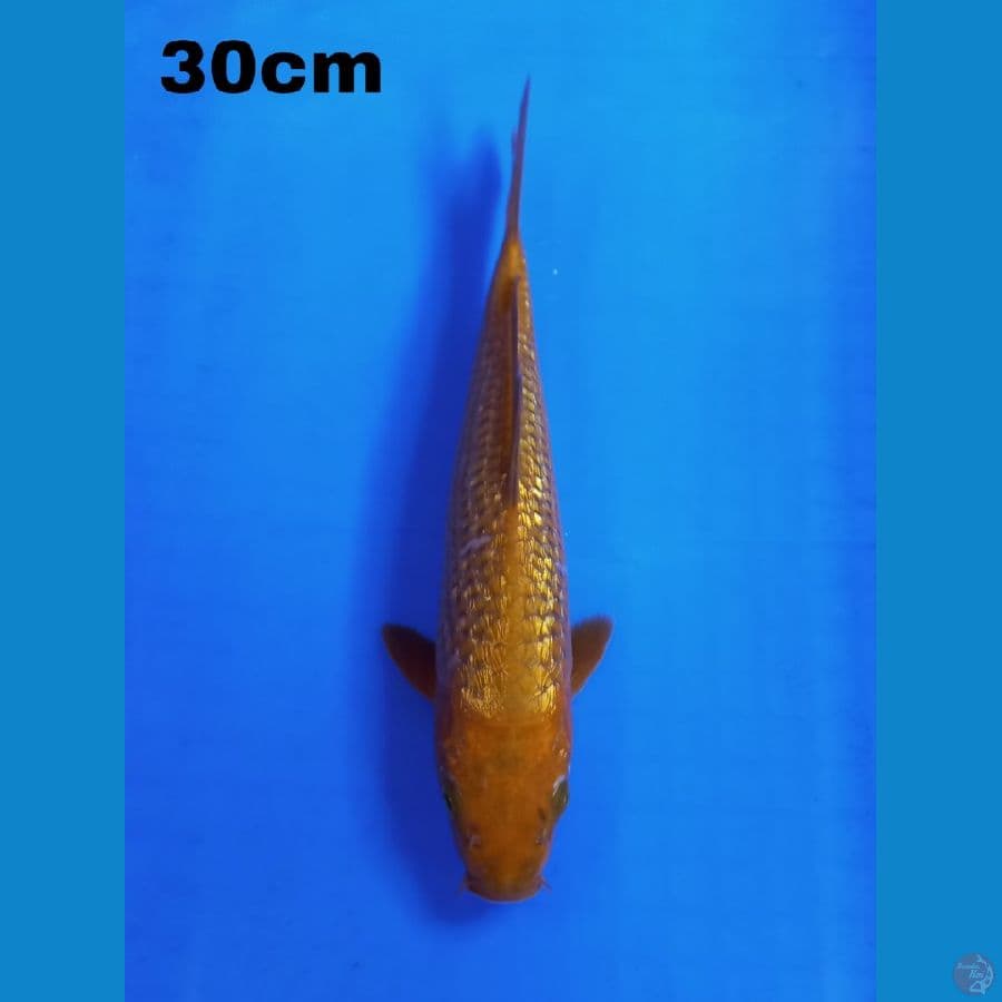 cagoi gindrin 30 cm