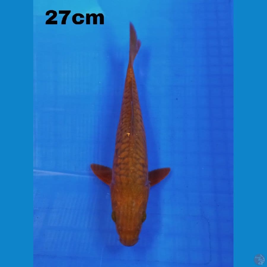 cagoi 27 cm