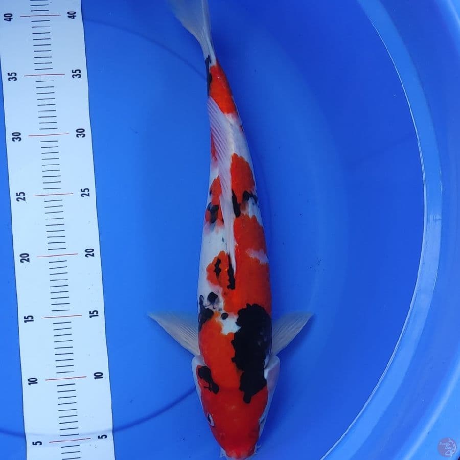 showa jantan 43 cm