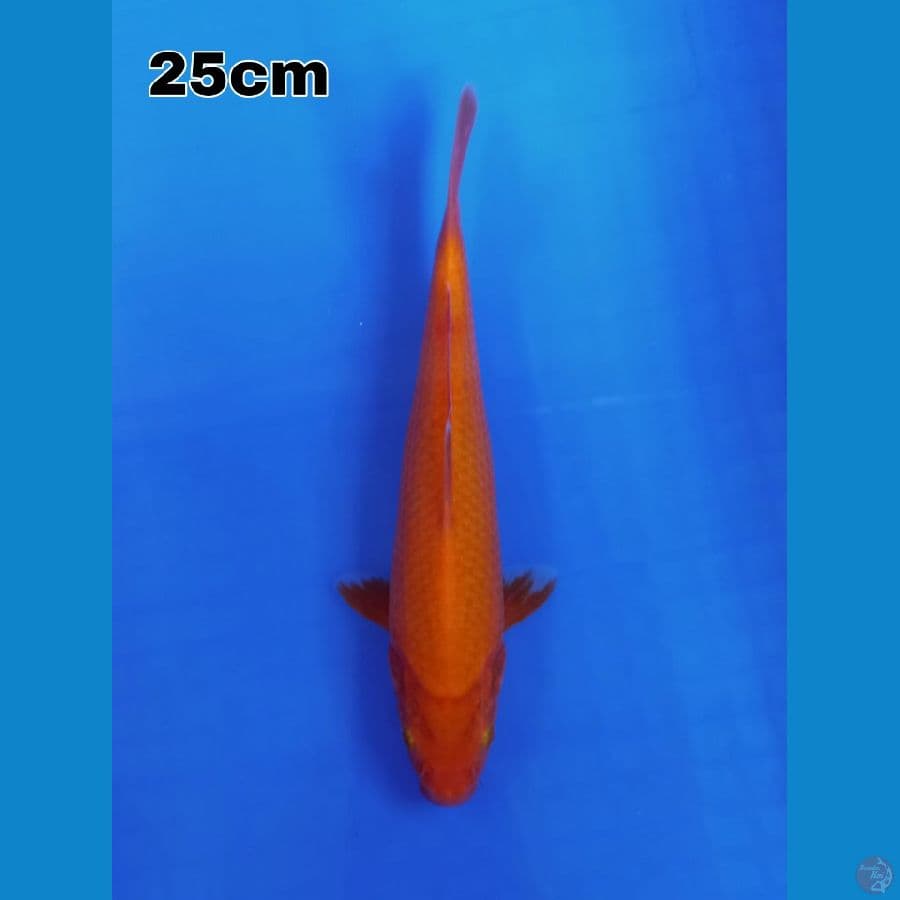 ogon 25 cm tembus