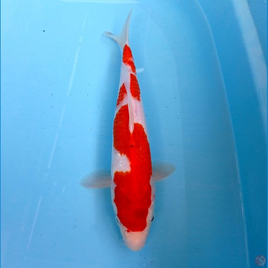 kohaku 28cm