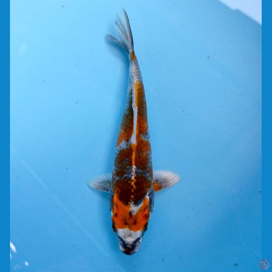 kin showa 17 cm