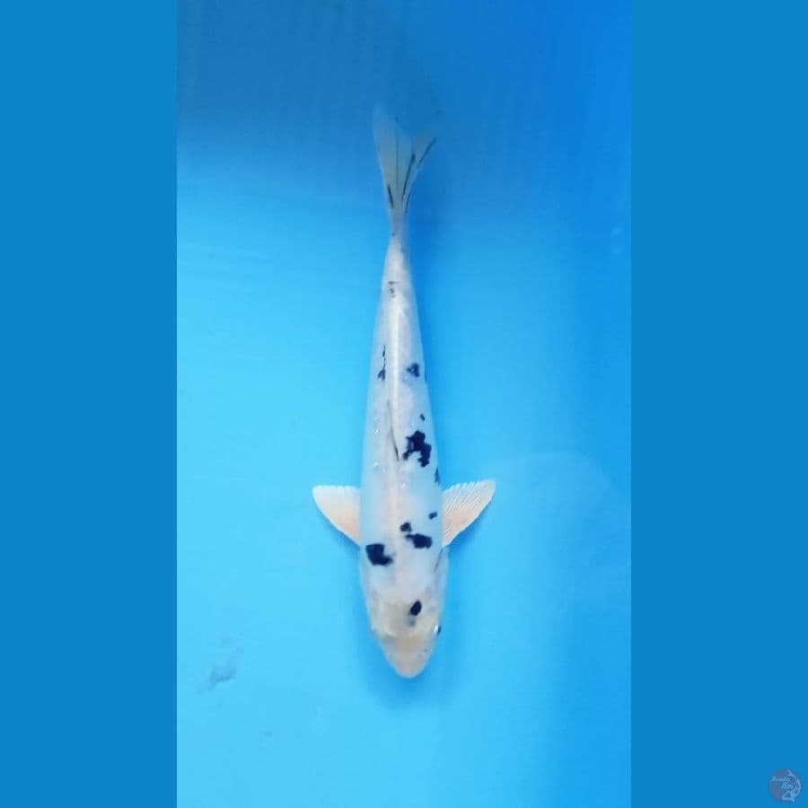 Bekko Doitsu 25 cm