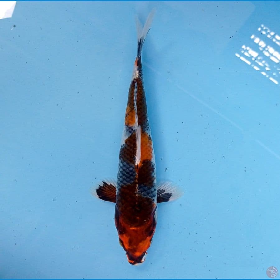 kin showa 21 cm