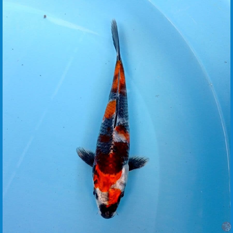kin showa 18 cm