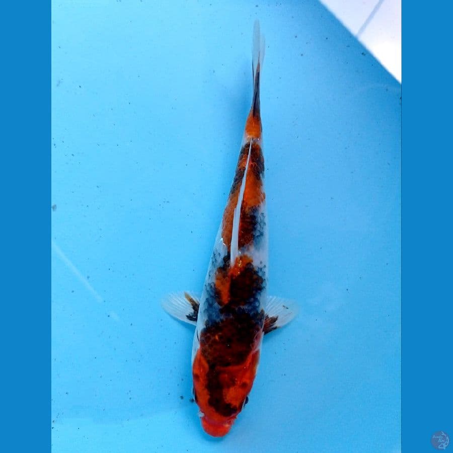 kin showa 18 cm