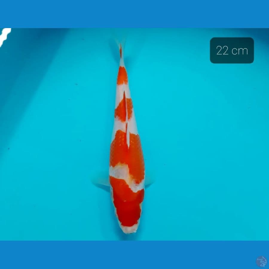 kohaku