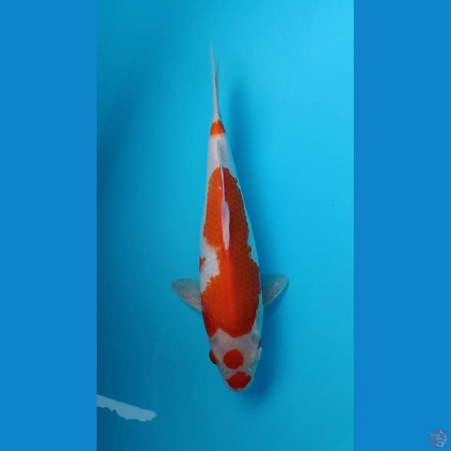 Kohaku India 33cm - Male